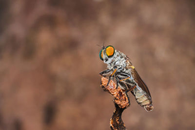 Close-up of fly perching on twig