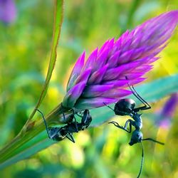 Close-up of insect on purple flower