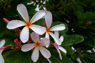 Close-up of frangipani blooming outdoors