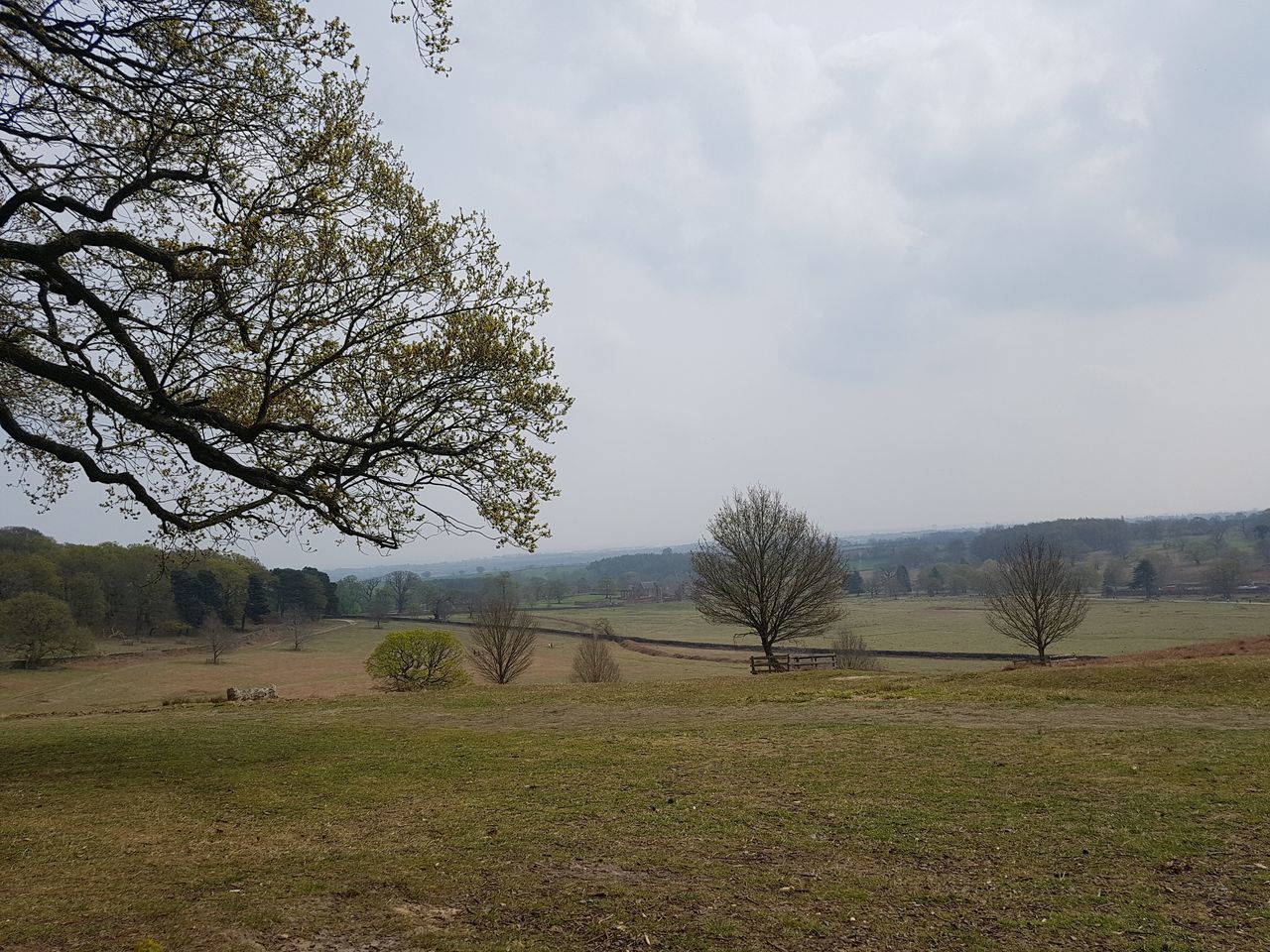 VIEW OF TREES ON FIELD AGAINST SKY