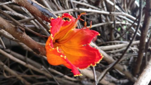 Close-up of orange hibiscus flower