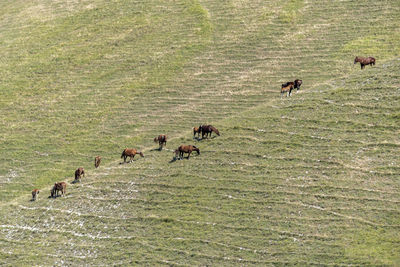 High angle view of birds on field