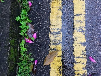 High angle view of yellow flower on road