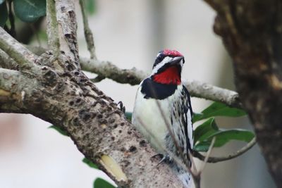 Close-up of bird perching on a tree