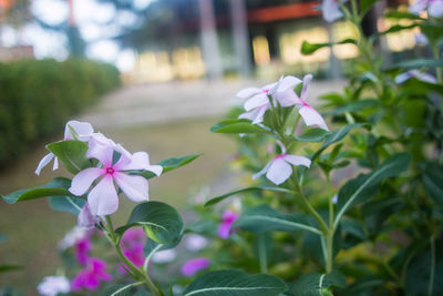 Close-up of pink flowers blooming outdoors