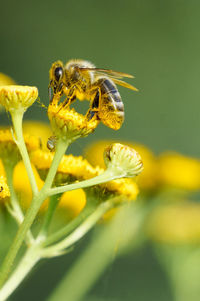 Close-up of insect on yellow flower