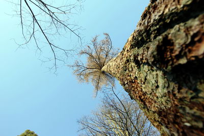 Low angle view of tree against sky