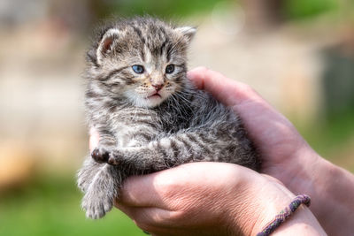 Close-up of hand holding kitten