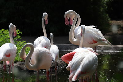 Swans on a lake