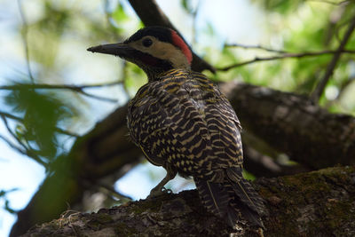 Close-up of bird perching on tree