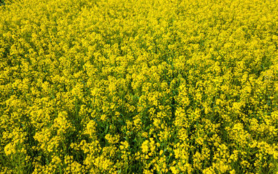 Beautiful landscape view of blossom mustard farmland at kathmandu, nepal