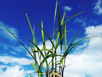 Low angle view of plant against blue sky