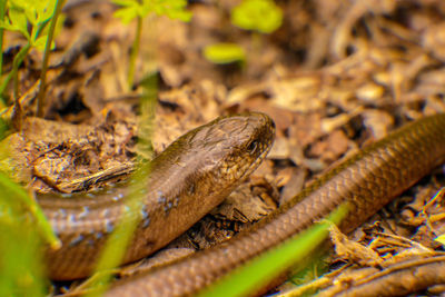 Close-up of lizard on field