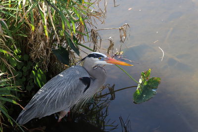 High angle view of heron in lake