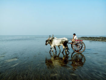 Side view of cattle cart on beach