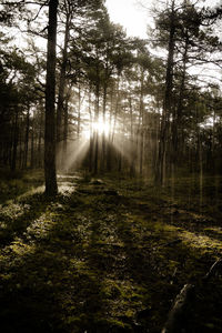 Sunlight streaming through trees in forest