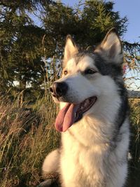 Close-up of a dog looking away