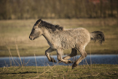 Horse running on field