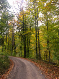 Road passing through forest