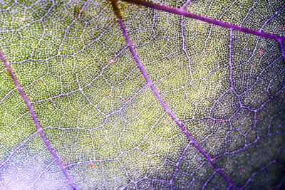 Full frame shot of plants