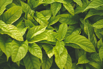 Full frame shot of green leaves