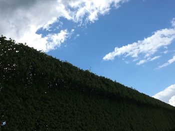 Low angle view of trees against sky