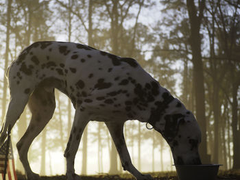 Dog standing in forest