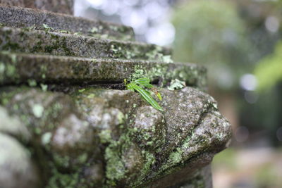 Close-up of insect on plant