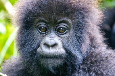 Close-up portrait of a monkey