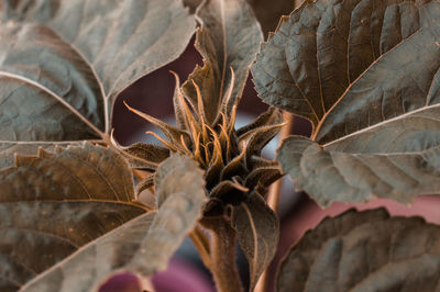 Close-up of dried plant on field