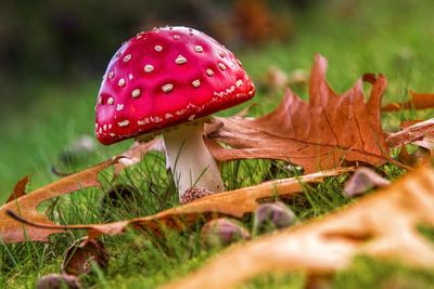 Close-up of fly agaric mushroom