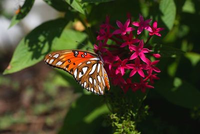 Close-up of butterfly on flower