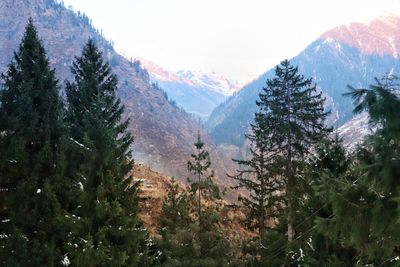 Scenic view of pine trees against sky during winter