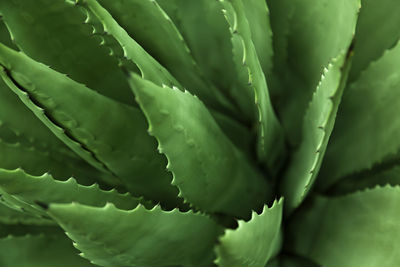 Close up of green cactus with sharp leaves sticking