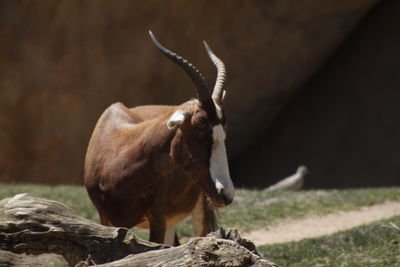 Blesbok on field