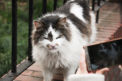 Close-up of cat being photographed