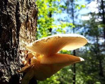 Close-up of mushrooms growing on tree trunk