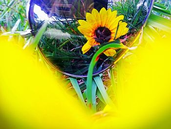 Close-up of yellow flowering plant
