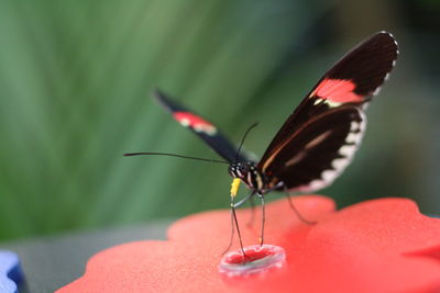 Close-up of butterfly perching on red leaf