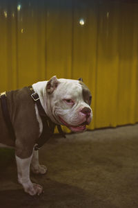 Close up portrait of abkc purebred original american bully classic dog in urban surrounding