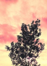 Low angle view of trees against sky