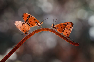 Close-up of butterflies on plant stem