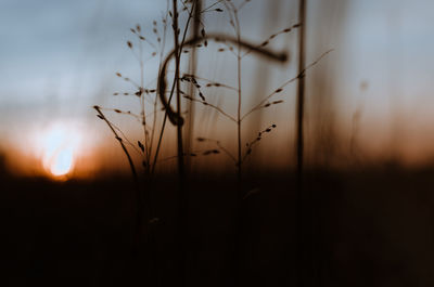 Close-up of plant growing on field against sky during sunset