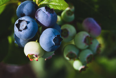  berries growing on blueberry plant - ripe and unripe blueberries on the bush in sunlight, closeup