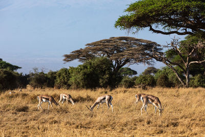 Sheep grazing on field