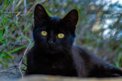 Portrait of black cat sitting outdoors focus