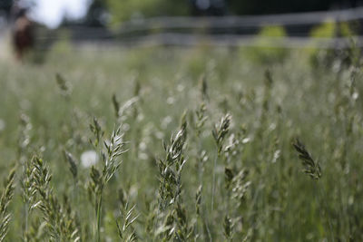 Close-up of crops growing on field