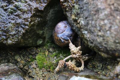 Close-up of lizard on rock