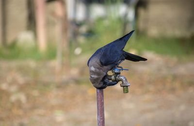 Close-up of bird perching on metal