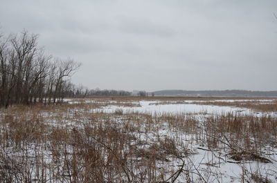 Bare trees on field against sky during winter